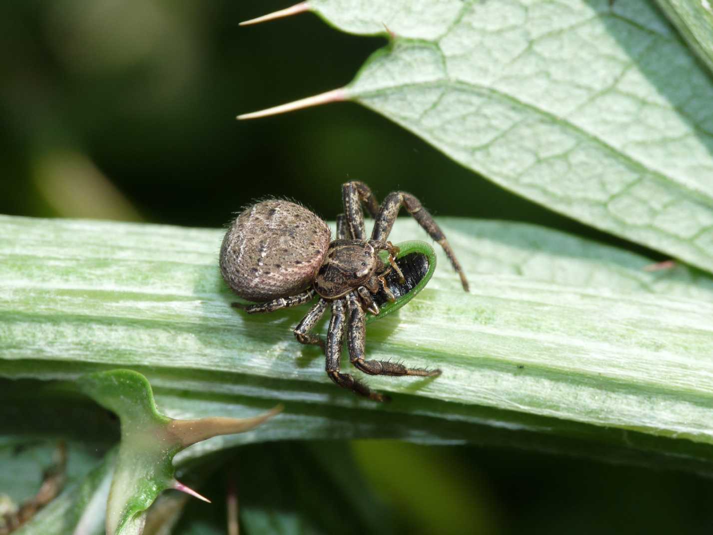 Xisticus con Cassida